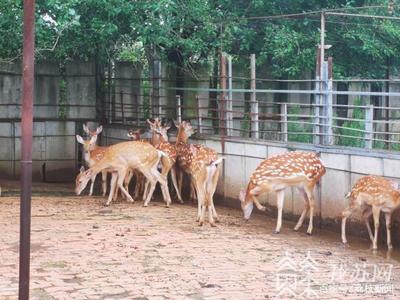 全鏈條排查 人工飼養(yǎng)的陸生野生動物同樣禁止食用