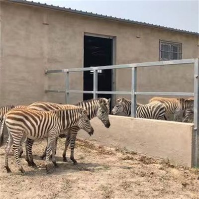 動物園景區(qū)斑馬展覽 條紋馬養(yǎng)殖基地的飼養(yǎng)藝術(shù)