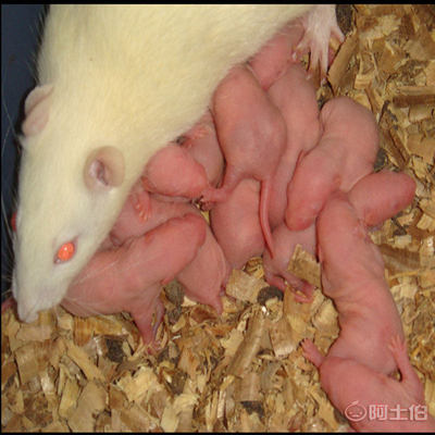 大白鼠乳鼠 爬寵黃金飼料的專業(yè)養(yǎng)殖與飼喂指南