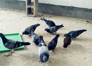 斑鳩的受保護狀況與科學養殖指南