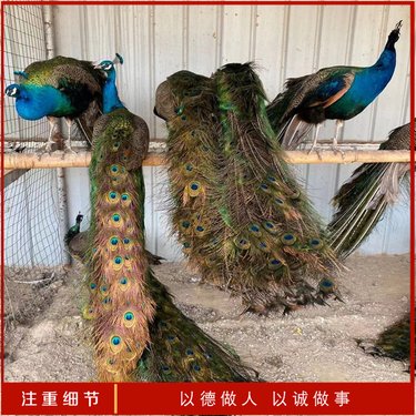 濟南源虎食品 飼料生產的匠心與創新之路