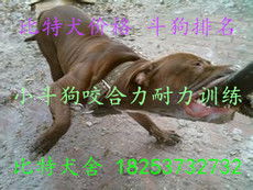 志強牧業 打造特種動物養殖與飼料生產一體化產業鏈